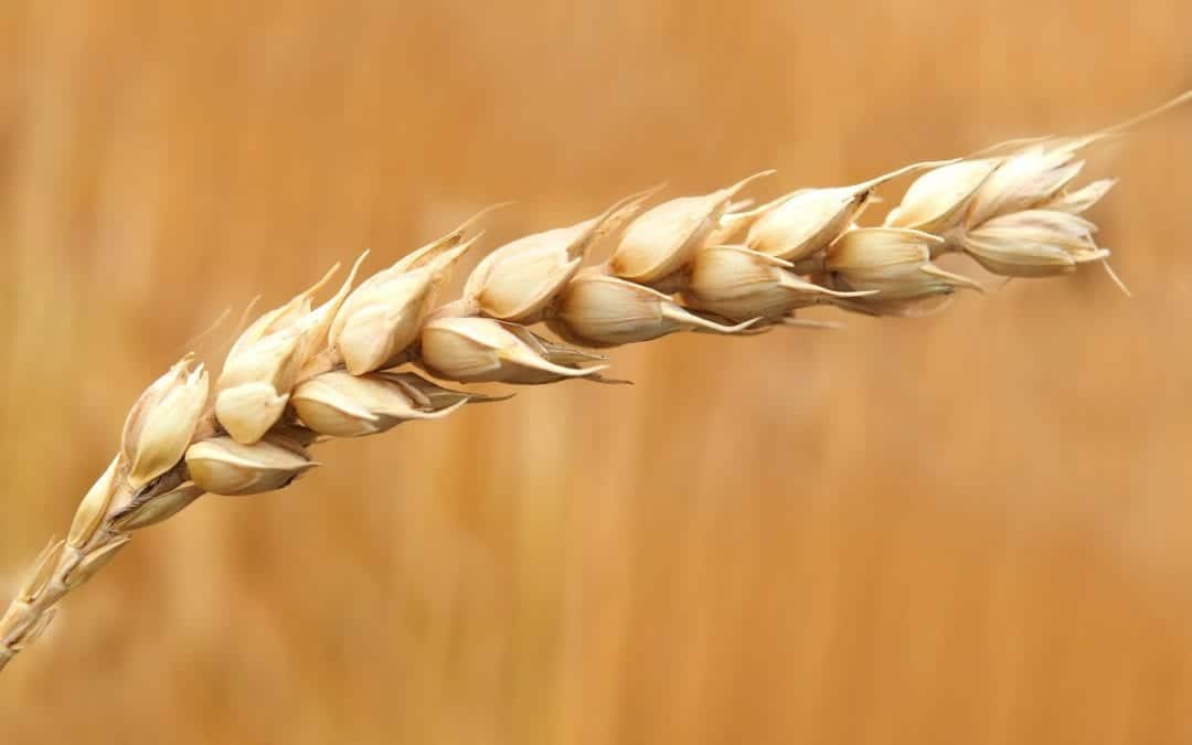 Does Gluten Cause Selenium Deficiency